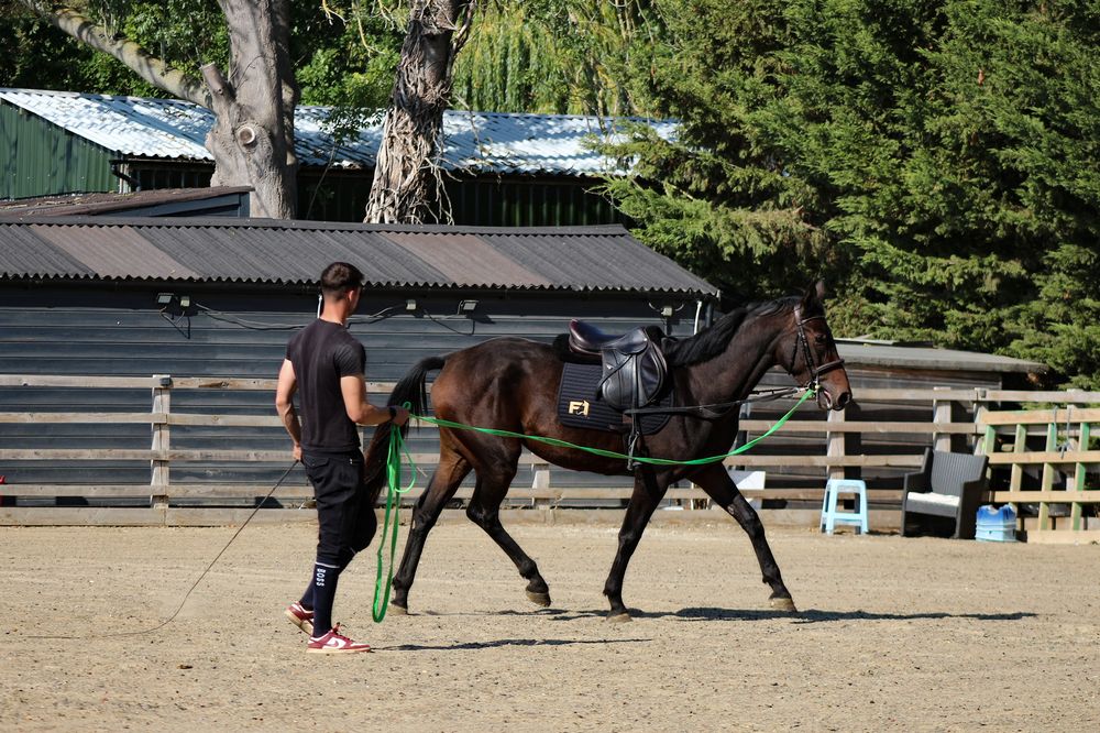 Young horse being lunged in the yard