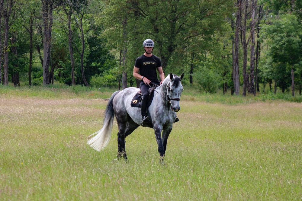 Grey horse being ridden in a meadow