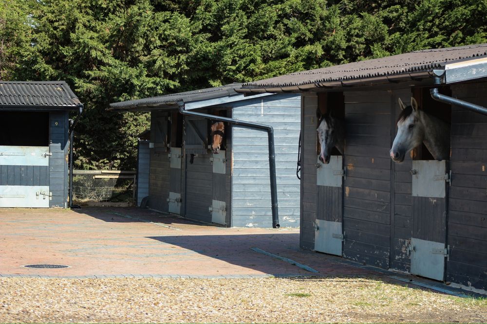 Horses looking out over their stable doors